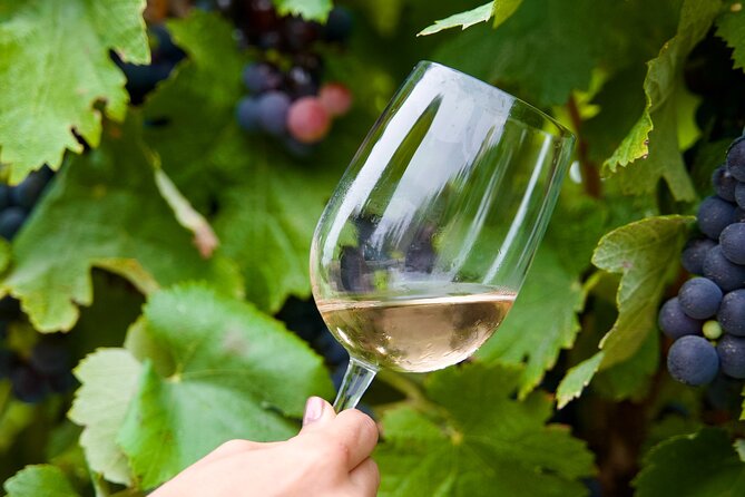 Private Full Day Wine Tasting Tour from Lisbon to Setubal - Who Should Consider This Tour?