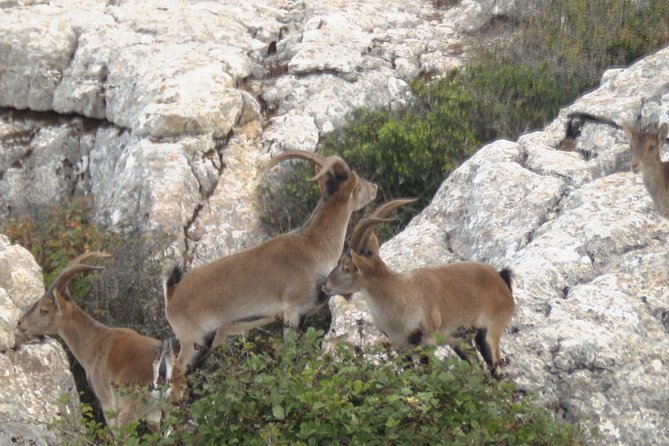Private Guided Tour to Torcal de Antequera - Who Will Love This Tour?