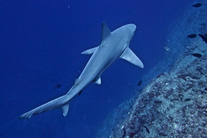 Private Niihau Scuba Charter with 2 or 3 Tank Dive Option - Who Should Consider This Tour?