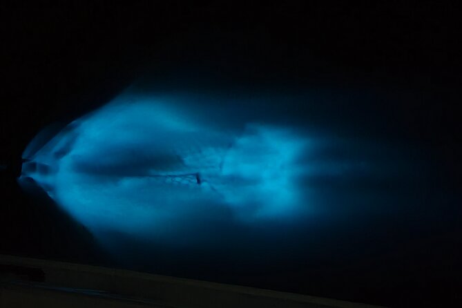 Private Sunset and Bioluminescence Tours in Cocoa Beach - Practical Details and Tips