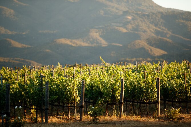 Private Vineyard Tour and Wine Tasting - What to Expect and Consider