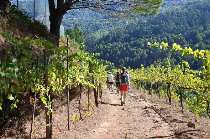 Private Vinho Verde Region Wine Tour from Porto Including Lunch - The Sum Up: Who Should Book This Tour?