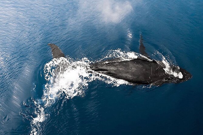 Private Whale Watching Tour of Oahu - The Itinerary: What to Expect
