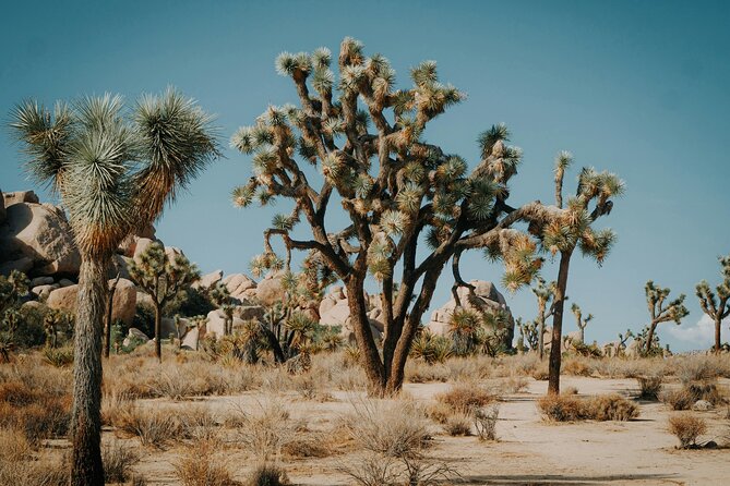 Red Rock Canyon & Calico Basin Self Guided Audio Tour - Final Thoughts