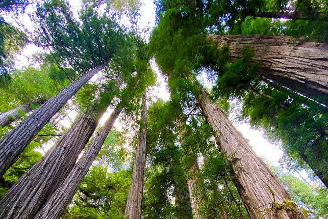 Redwood National and State Parks Self-Guided Audio Driving Tour - The Sum Up