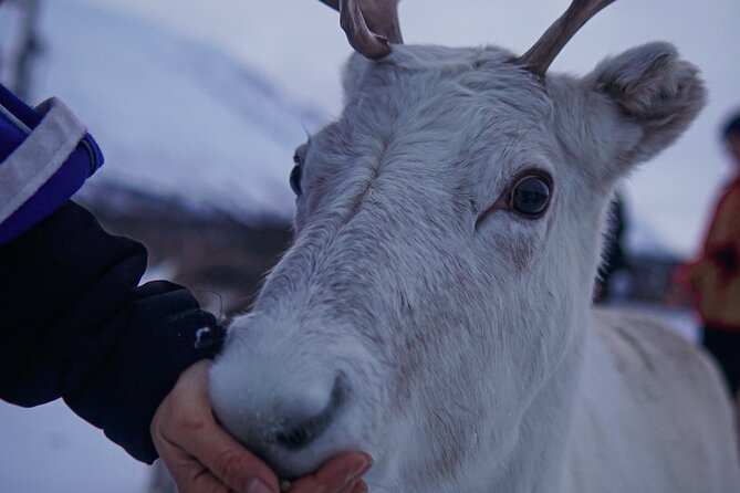 Reindeer Feeding and Sami Culture Afternoon Departure - Frequently Asked Questions