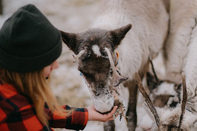 Reindeer Herding and a Snowmobile Slegh Ride - Who Would Love This Tour?