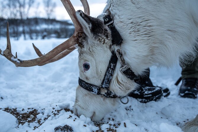 Reindeer Sledding, Feeding And Sami Culture At Reindeer Farm - Final Thoughts: Is It Worth It?
