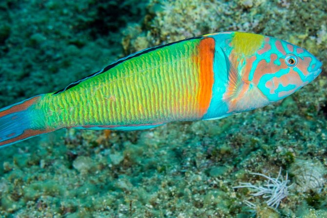 Research diving with a Marine Biologist in Crete - The Sum Up