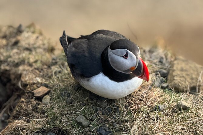 Reykjavik - Westman Islands (Bus transfer to Landeyjahöfn) - Pricing and Overall Value