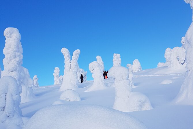 Riisitunturi National Park Snowshoe Experience - Practical Details and Value