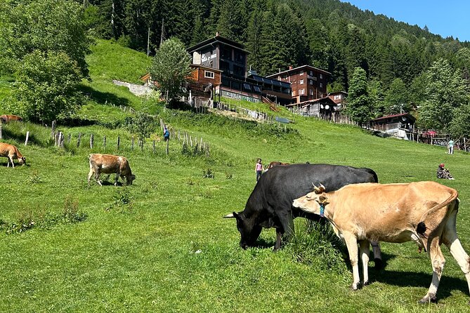 Rize and Ayder Tour Mountains and River - Transportation and Logistics
