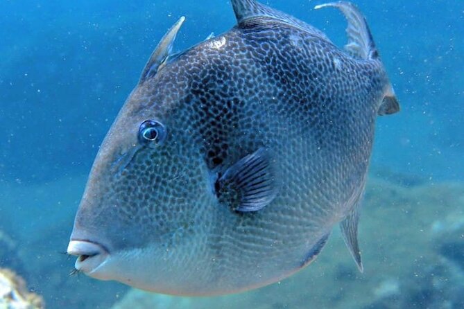Scuba Diving Experience for Beginners in Ponta de São Lourenço - Who Should Consider This Tour?