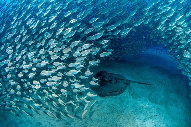 Scuba Experience in Tenerife with Guide - FAQ