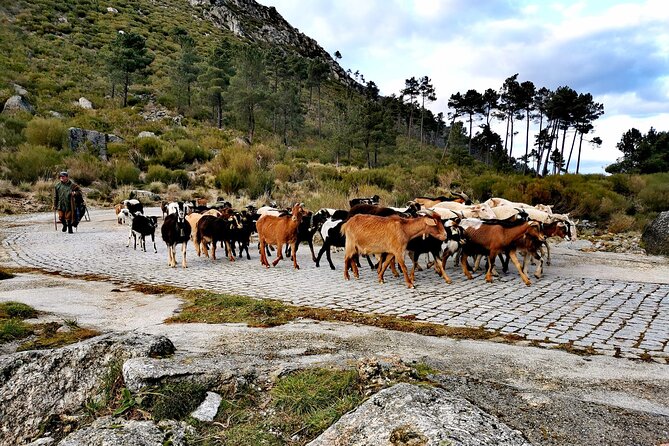 Serra da Estrela - Half-day off-road tour with cheese tasting - FAQs