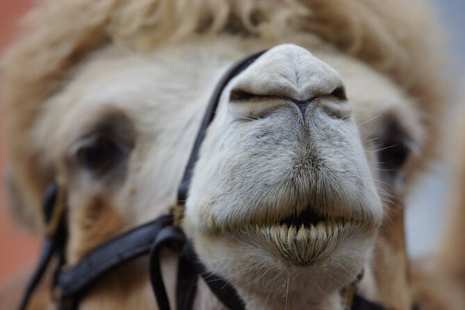 Skip the Line: Camel Park Tenerife Ticket - Authentic Experiences from Visitors
