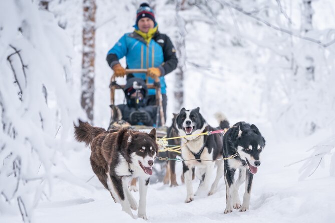 Small Group Wilderness Husky Sledding 2h from Tromsø (car needed) - Frequently Asked Questions