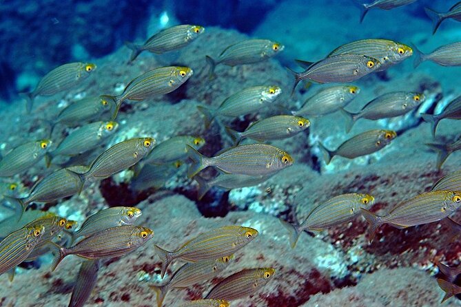 Snorkeling at Isola Bella Marine Park Taormina - Frequently Asked Questions