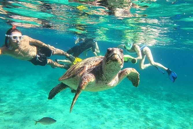 snorkeling ,Turtle Watching in Cyprus - Who Will Love This Experience?