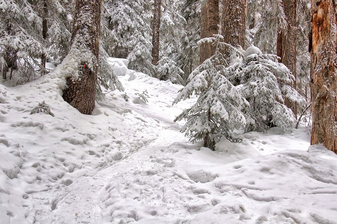 Snowshoeing tour with Wild Lunch - Who Will Love This Tour?