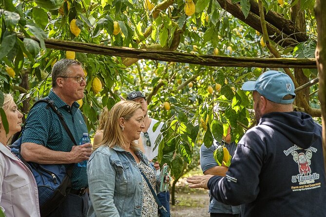 Sorrento Ape Tour, Lemon Garden, Mozzarella Show & Pizza Class - Final Thoughts: Who Should Book This Tour?