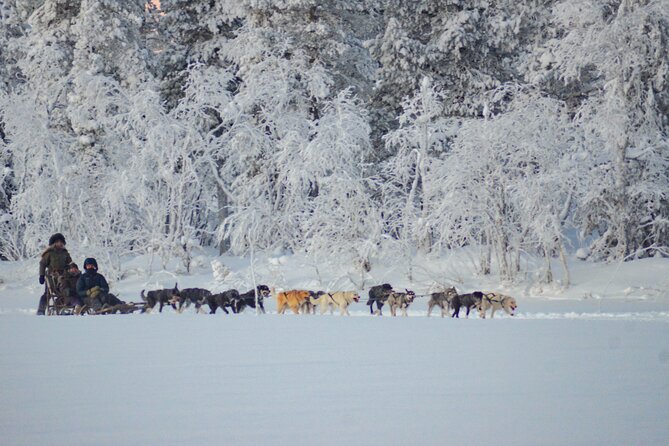 Sunrise Zen Husky Tour (10:00 to 13:00 - sitting on the sled) - Who Would Love This Tour?