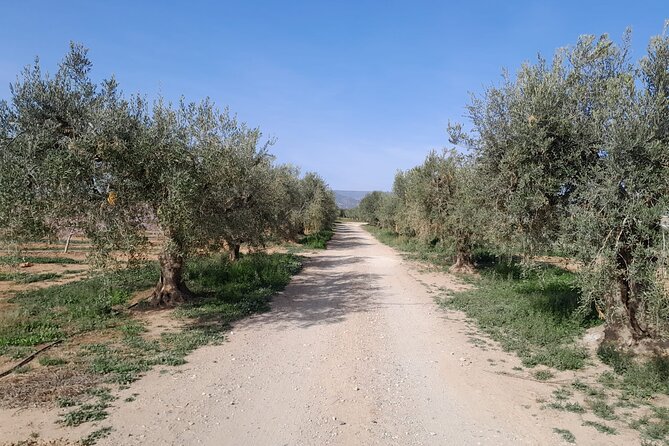 Tarragona: History & Olive Oil tasting from Barcelona - Who Would Love This Tour?