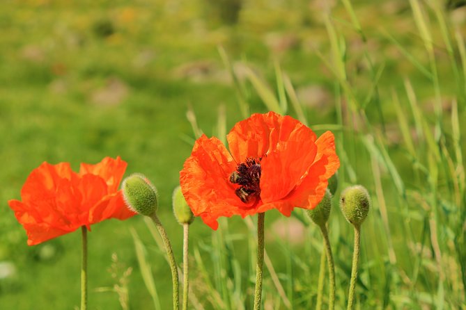 The Great Beauty of Armenia: 7-Day Culture and Cuisine Tour - Frequently Asked Questions