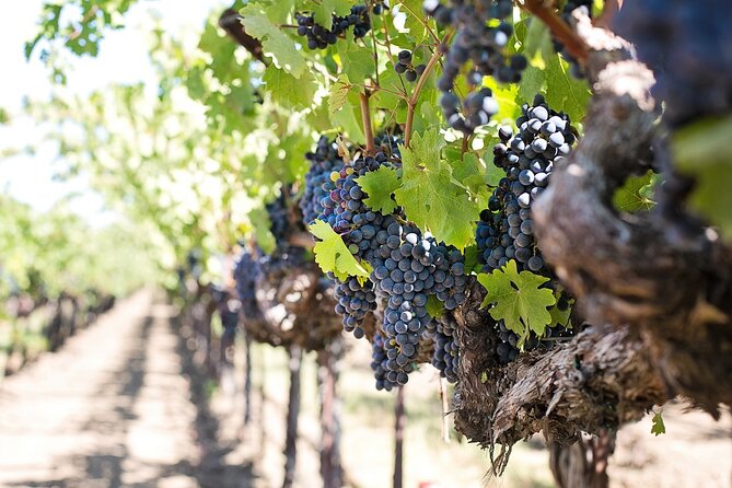 Tour of the Etna cellars, typical lunch and wine tasting - Who Should Consider This Tour?