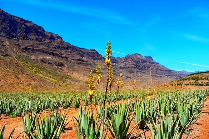 Tour to Guayadeque, Firgas, Fataga - VIP - Final Thoughts