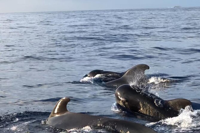Tour with Whale and Dolphin Watching plus food included - Pricing and Value