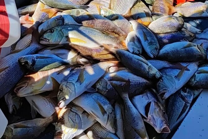 Traditional Mengo Fishing & fish picnic Hvar - Who Will Love This Tour?