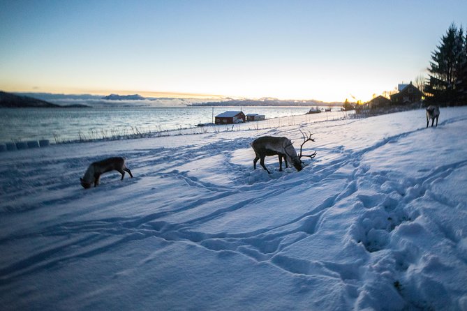 Tromsø: Exclusive Fjord Adventure by Bus - What’s Included and What to Consider