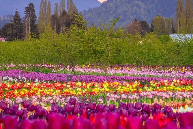 Tulip Valley Farms U Pick Experience - Frequently Asked Questions