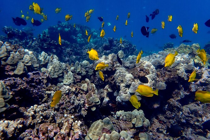 Turtle Town Beach Snorkel - The Itinerary in Detail