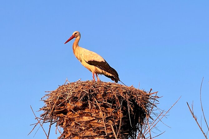 Visit Silves Medieval Town by Boat with Hop-Off Hop-On - Who Is This Tour Best Suited For?