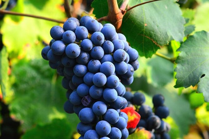 Visit to the Faugères Vineyards with Picnic from Béziers - What Makes This Tour Stand Out?