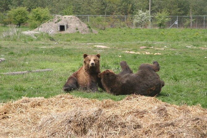 Visiting a Bear and Wolf Sanctuary - The Sum Up: Who Will Love This Experience?