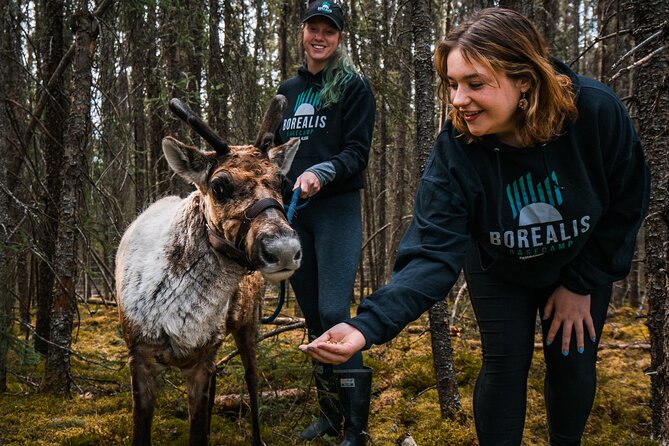 Walking with Reindeer Experience - Who Will Love This Tour?