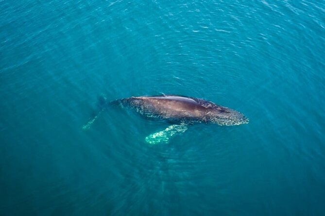 Whale and Dolphin Watching in San Diego Speedboat Tour - What Travelers Say