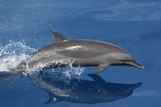 Whale & Dolphin Watching in Tenerife (Puerto Colon) On a Large Catamaran - Weighing the Pros and Cons