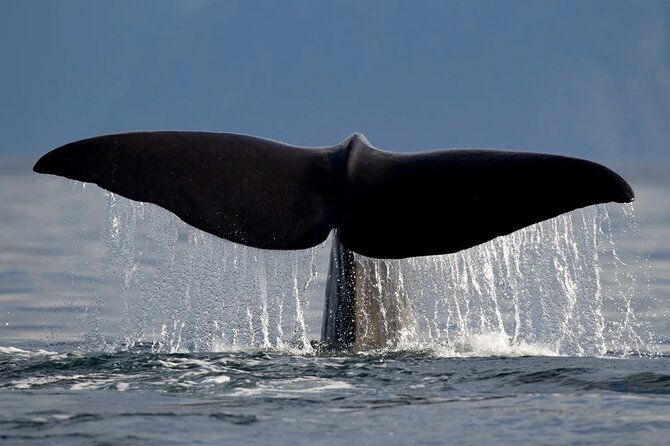 Whale Safari in Tromso - Final Thoughts