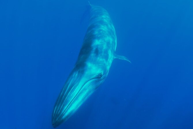 Whale watching and snorkelling in the whale sanctuary - Snorkeling at Agua Dulce: A Refreshing Intermission
