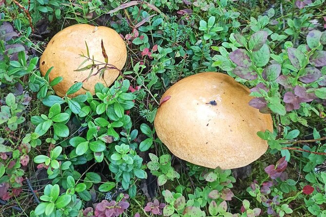 Wild Forest Berries and Mushrooms Picking Tour - Authenticity and Cultural Connection