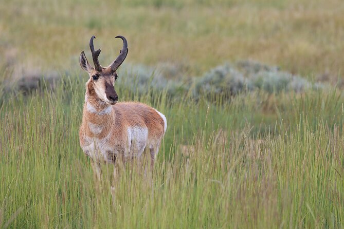 Wild Mustang Half Day Tour - Cody Wyoming - Private - Alkali Lake: Scenic Serenity