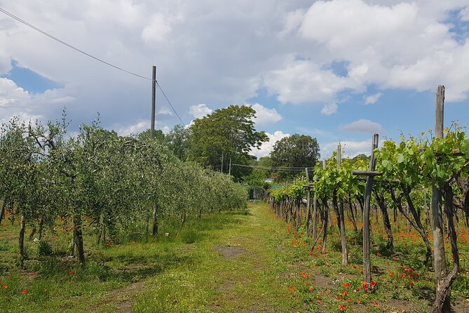 Wine tasting in the Vesuvius National Park - Who This Tour Is Perfect For