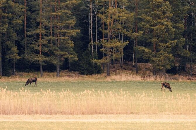 Wolf and Wildlife Tracking in Sweden - The Itinerary: What to Expect
