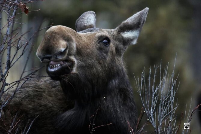 Yellowstone Wildlife and Photo Upper Loop Tour West Yellowstone - Who Will Love This Tour?