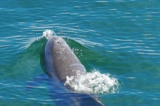 4 Hour Pensacola Beach Excursion with Snorkeling and Swimming - Analyzing the Cost and Value