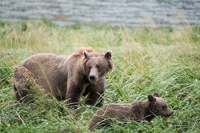 4 hours Haines Chilkoot Wilderness and Wildlife Tour - Good To Know
